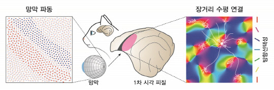 망막 파동으로부터 발생하는시각 피질의 '장거리 연결'의 모식도로, KAIST 김진우 학부생이 시각 피질의 주요 기능적 회로가 외부 시각 자극이 주어지기 이전에 발달 초기의 감각 세포의 자발적 신경 활동에 의해 발생한다는 사실을 규명했다.  KAIST 제공